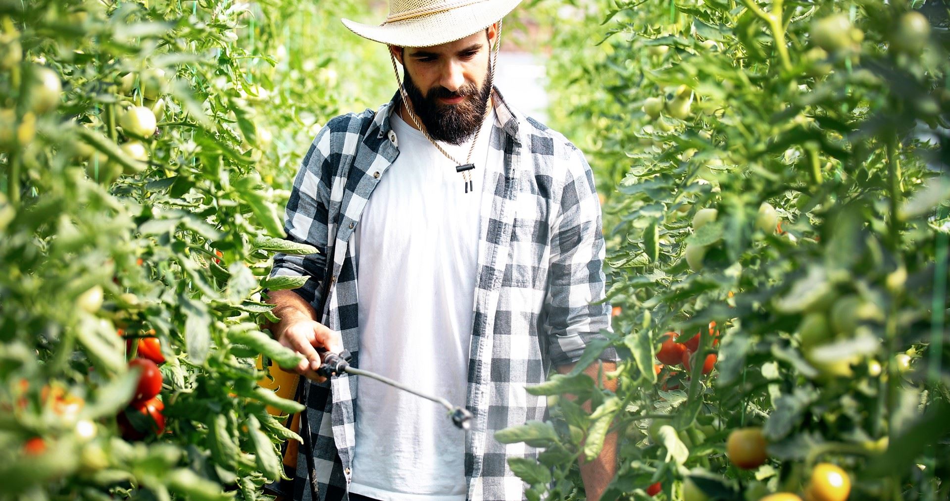 Man watering tomato plants