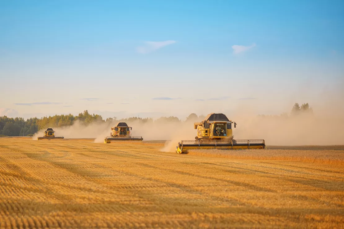 Combine harvesters harvesting yellow field